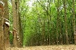 Giá cao su kỳ hạn tại Tokyo ngày 4/2 tăng cao sau khi giá dầu tăng